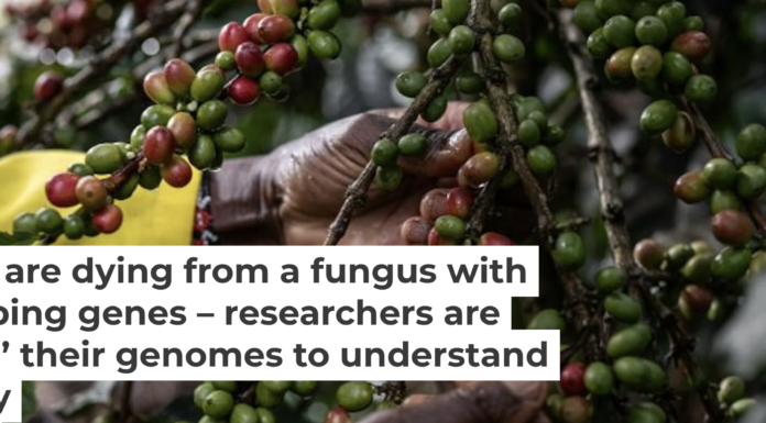 Coffee farming is critical to the economies of several African countries. Wang Guansen/Xinhua via Getty Images